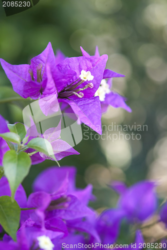 Image of Bougainvillea
