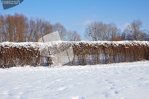 Image of Fence of dried lianas plants in winter park