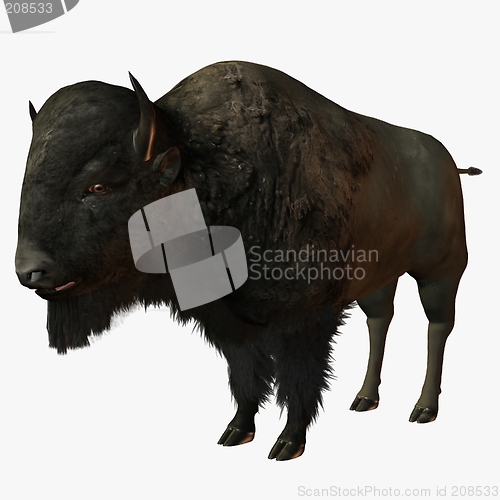 Image of Bison