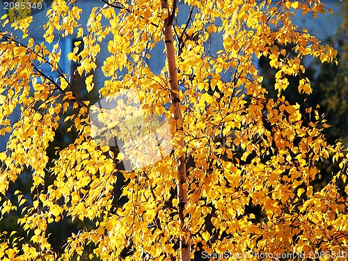 Image of Yellow birch tree