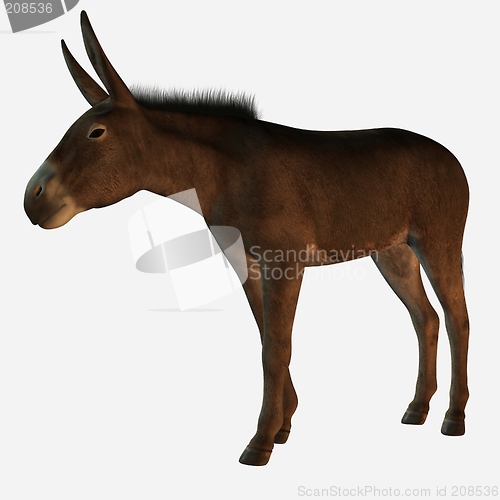 Image of 3D Donkey