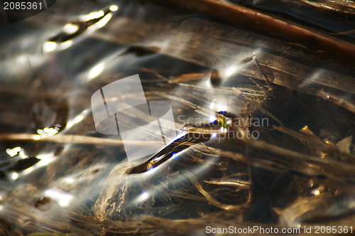 Image of water surface with plants