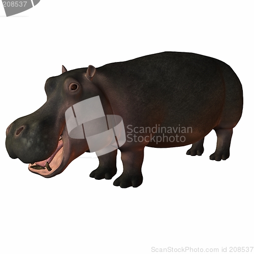 Image of Hippopotamus