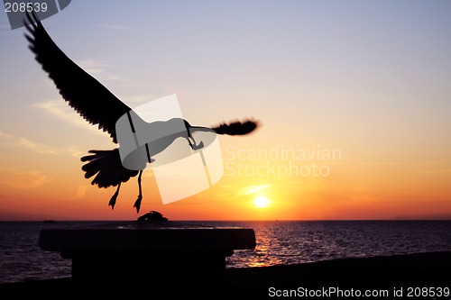 Image of Sunset Seagull