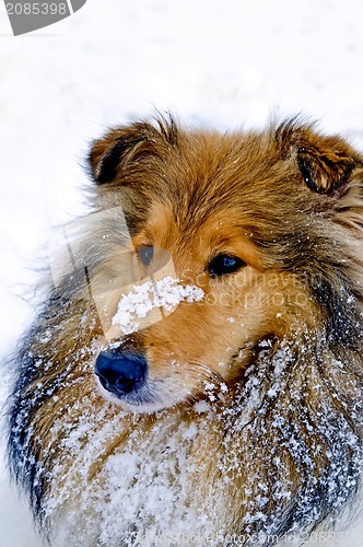 Image of Collie dog in snow