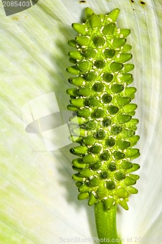 Image of Peace lily