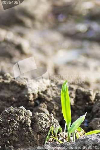 Image of first green