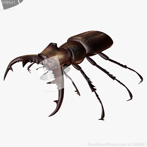 Image of Stag Beetle