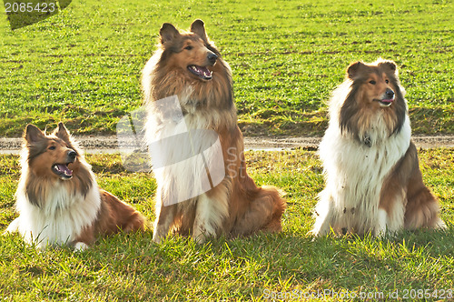 Image of American and British collie dogs