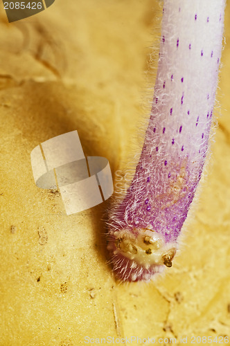 Image of potato shoot