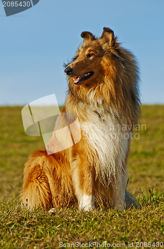 Image of Collie dog