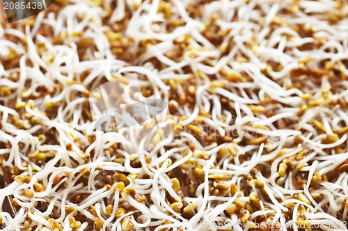Image of alfalfa-sprouts