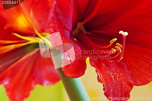 Image of Amaryllis