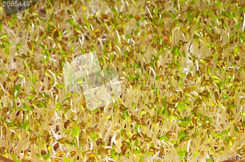 Image of alfalfa-sprouts