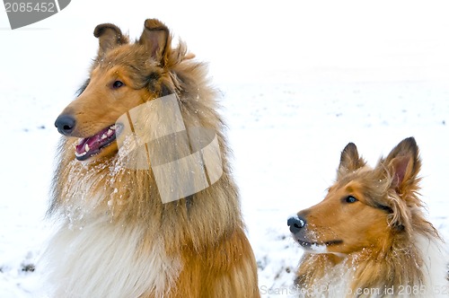 Image of Collie dogs in snow