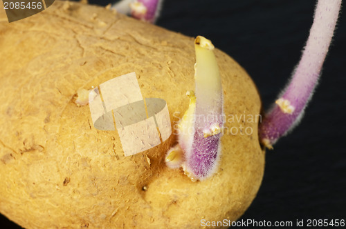 Image of potato shoot