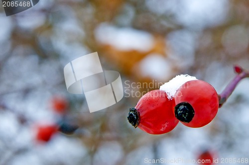 Image of rose hip with snow hat