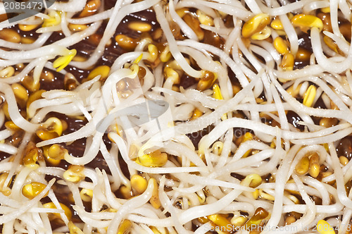 Image of alfalfa-sprouts