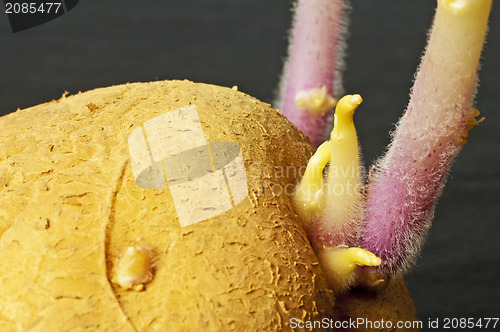 Image of potato shoot