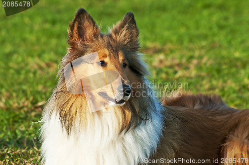 Image of American truebred collie 