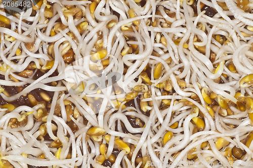 Image of alfalfa-sprouts