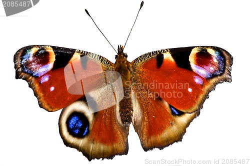 Image of painted lady