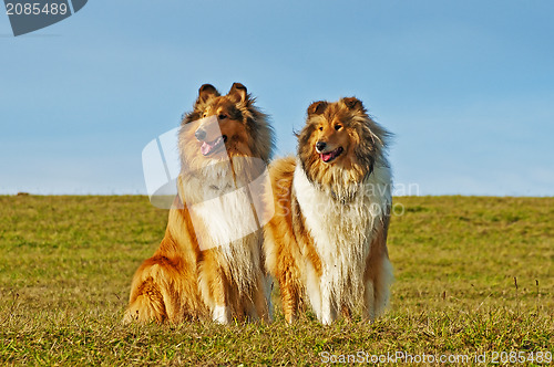 Image of American and britisch collie dogs