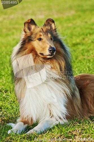 Image of Collie dog