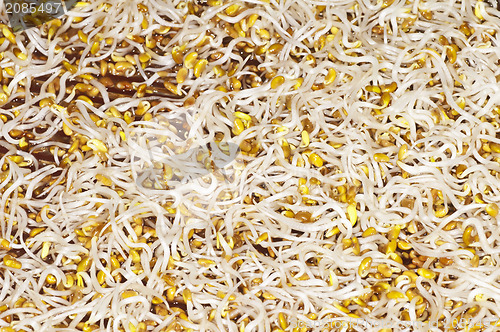Image of alfalfa-sprouts