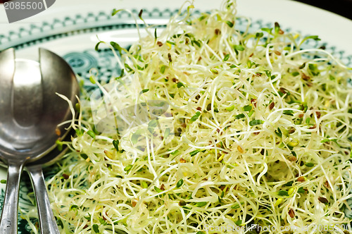 Image of alfalfa-sprouts