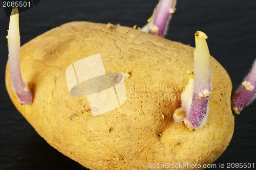 Image of potato shoot