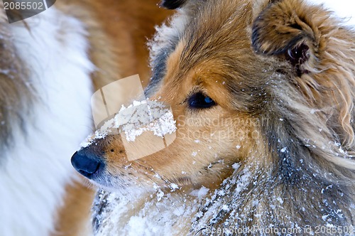 Image of Collie dog in snow