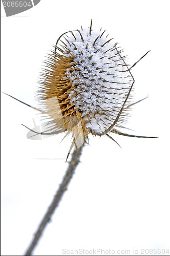 Image of teasel with snow hat