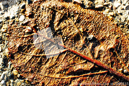 Image of old leaf