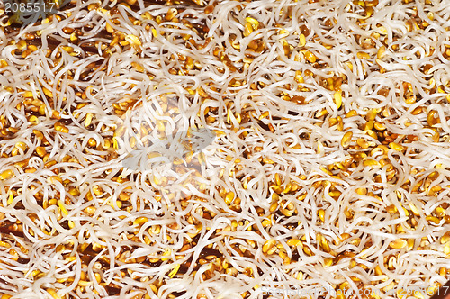 Image of alfalfa-sprouts