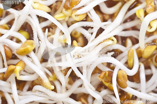 Image of alfalfa-sprouts