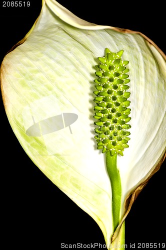 Image of Peace lily