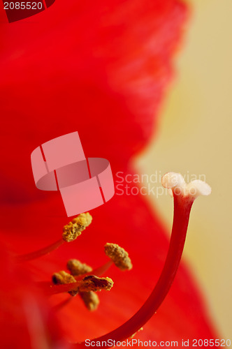 Image of pistil of an amaryllis