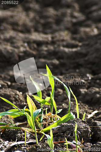 Image of first green