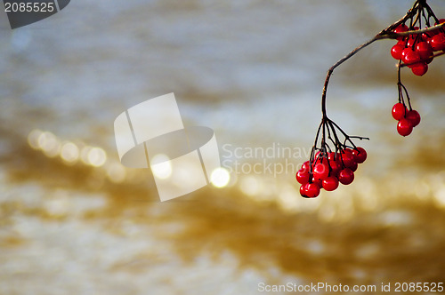 Image of Water elder