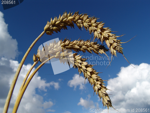 Image of wheat spikes