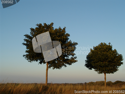 Image of evening trees