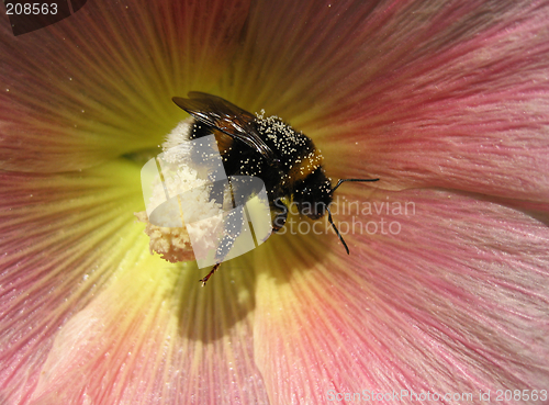 Image of bee at work