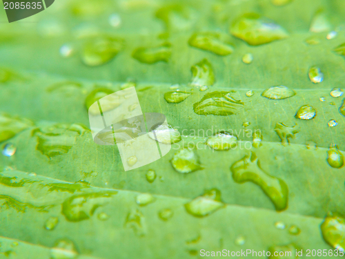 Image of Water droplets on leaf