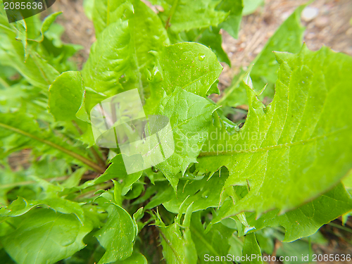 Image of Dandelion weed