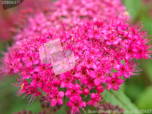 Image of Pink flowers