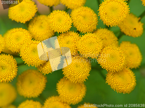Image of Small yellow flowers