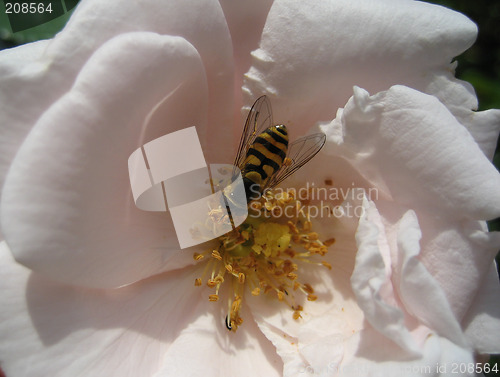 Image of bee at work