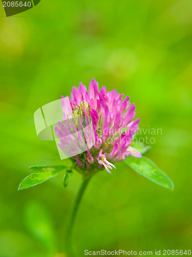 Image of Clover flower, purple