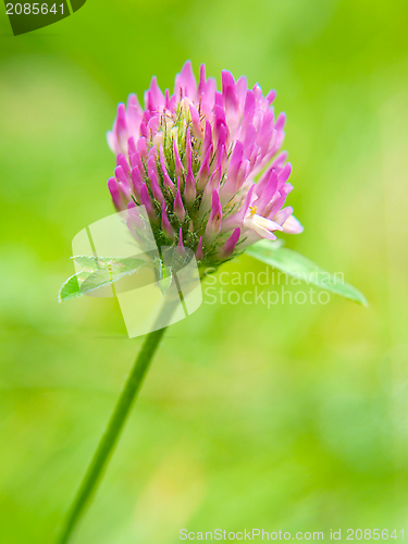 Image of Clover flower, purple